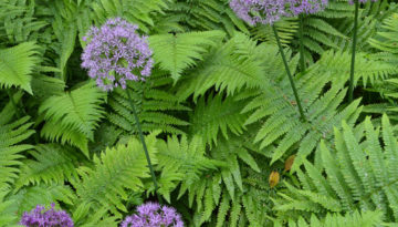 ferns-flowers-900-sq