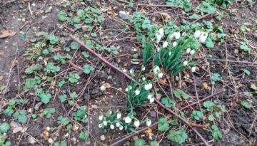 snowdrops.jpg