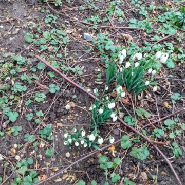 snowdrops.jpg