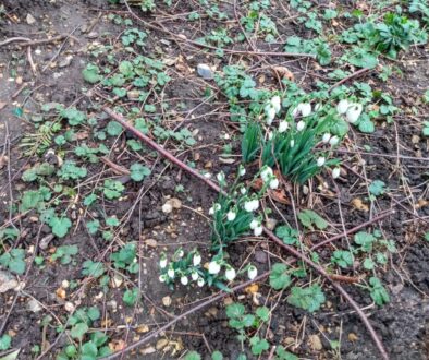 snowdrops.jpg